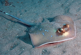 Bali 2016 - Blue spotted stingray - Raie pastenague a taches bleues - Neotrygon kuhlii - IMG_6052_rc